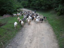 Capre din satului Tălmăcel