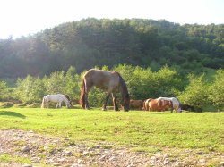 Lunca Largă a satului Tălmăcel