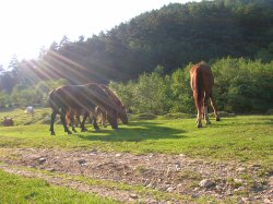 Lunca Largă a satului Tălmăcel